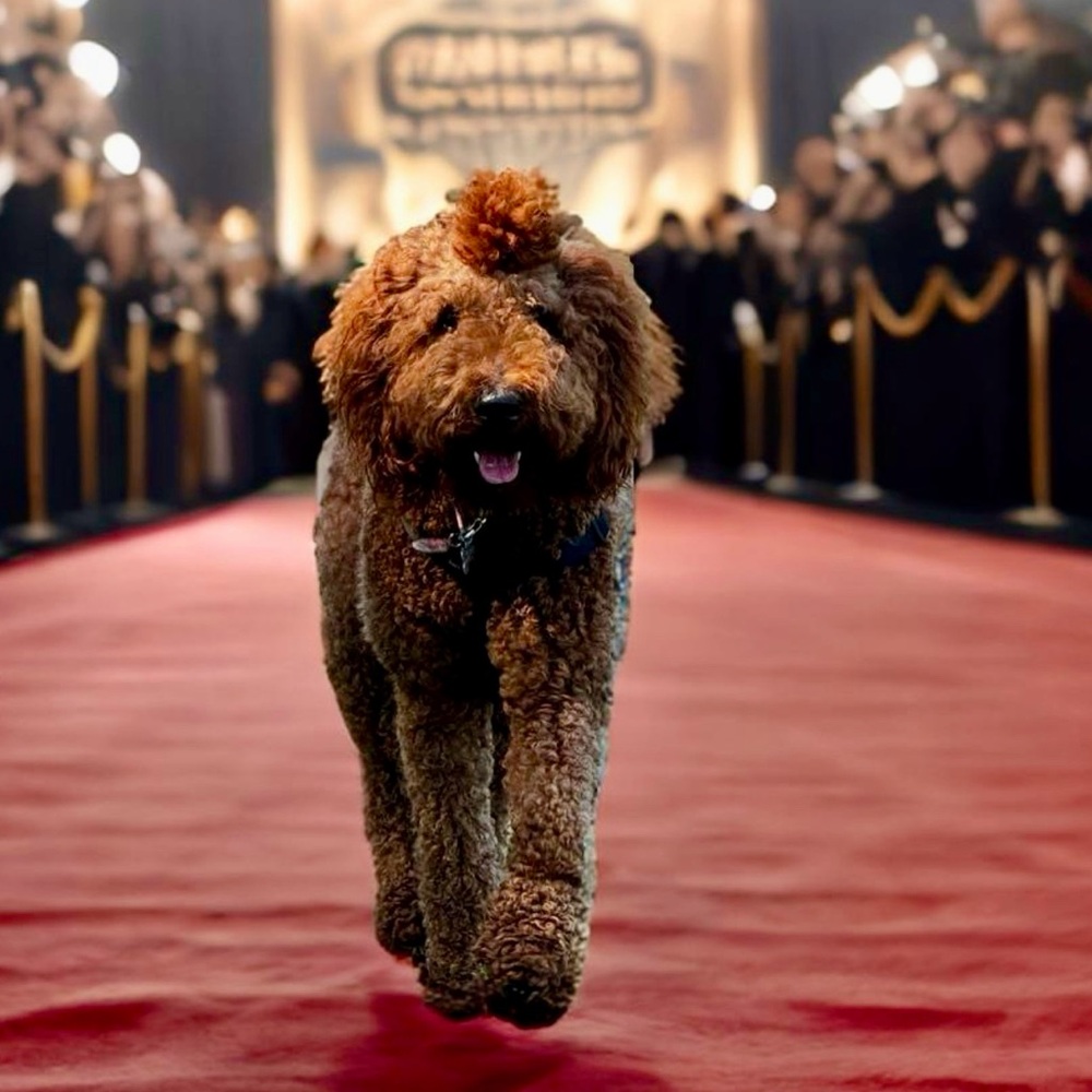Unlisted POSH LIVE Items That Are Just So Doggone CUTE!
